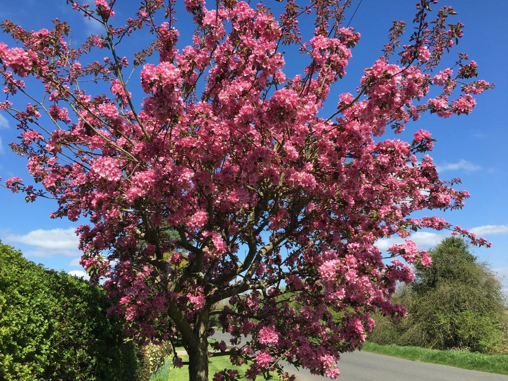 Evesham Blossom Trail